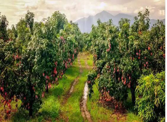 ਮਿਆਜ਼ਾਕੀ ਕਿਸਮ ਦੇ ਅੰਬ ਦਾ ਵਜ਼ਨ ਲਗਭਗ 350 ਗ੍ਰਾਮ ਹੈ, ਬਾਜ਼ਾਰ ਵਿੱਚ 21,000 ਰੁਪਏ ਪ੍ਰਤੀ ਫਲ ਦੇ ਹਿਸਾਬ ਨਾਲ ਵਿਕਦਾ ਹੈ। ਅੰਤਰਰਾਸ਼ਟਰੀ ਬਾਜ਼ਾਰ 'ਚ ਮਿਆਜ਼ਾਕੀ ਅੰਬ ਦੀ ਕੀਮਤ ਕਰੀਬ 2 ਲੱਖ 70 ਹਜ਼ਾਰ ਰੁਪਏ ਪ੍ਰਤੀ ਕਿਲੋ ਦਰਜ ਕੀਤੀ ਗਈ ਹੈ।