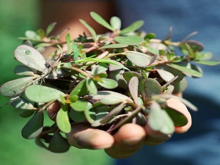 Urban Farming: सेहत और स्वाद के लिये टैरिस गार्डन में उगाये कुल्फा, जानें इसके बेमिसाल फायदे