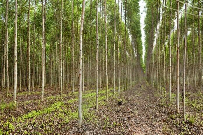 Neelgiri Farming: You can plant these trees anywhere in the country, you will get a profit of crores Neelgiri Farming: ਪੂਰੇ ਦੇਸ਼ 'ਚ ਕਿਤੇ ਵੀ ਲਗਾ ਸਕਦੇ ਹਨ ਇਹ ਦਰੱਖਤ, ਮਿਲੇਗਾ ਕਰੋੜਾਂ ਦਾ ਮੁਨਾਫ਼ਾ
