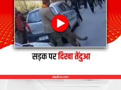 Shocking: हिमाचल में सड़क पर टहल रहे तेंदुए को अचानक एक शख्स पर आया प्यार, वीडियो वायरल
