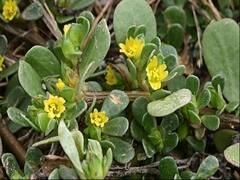 Urban Farming: सेहत और स्वाद के लिये टैरिस गार्डन में उगाये कुल्फा, जानें इसके बेमिसाल फायदे