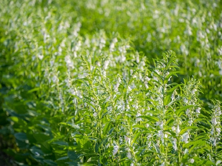 Sesame Cultivation: बंपर उत्पादन के साथ बढ़िया क्वालिटी वाला तेल देगी तिल की ये वैरायटी, जानें खासियत