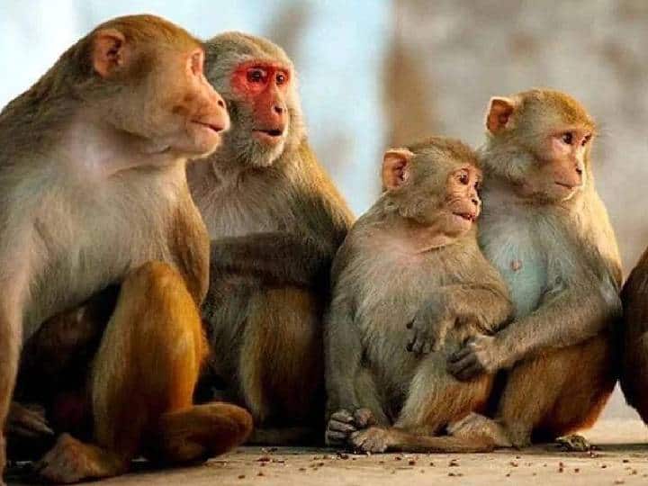 monkeys thrown 4 month old infant from 3rd floor near Bareilly in uttarpradesh Uttar Pradesh: 4 மாதக் குழந்தையை 3வது மாடியிலிருந்து தூக்கியெறிந்து கொன்ற குரங்குகள்! உபியில் கொடூரம்!
