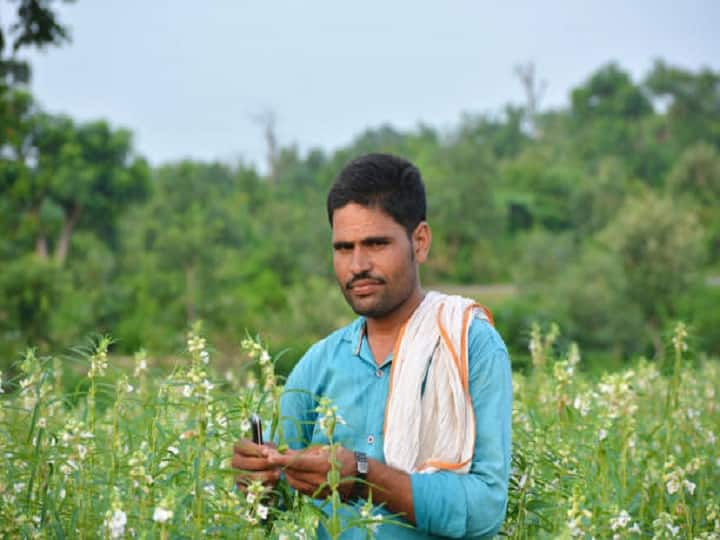 Adopting these precautions in sesame farming to attract profitable income Sesame Farming: यूं ही नहीं तिल को सफेद सोना कहते हैं, ये सावधानियां अपनाकर किसान कमा सकते हैं मोटा मुनाफा