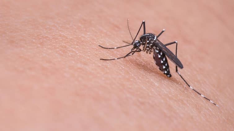 why do mosquitoes bite you than others? know in details, know in details Mosquito: বাকিদের থেকে বেশি মশা কামড়ায়? কেন এমন হয় জানেন?