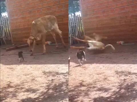 Viral Video: ਬਿੱਲੀ ਨੇ ਇੱਕ ਪਲ ਵਿੱਚ ਆਪਣੇ ਤੋਂ 10 ਗੁਣਾ ਵੱਡੇ ਜਾਨਵਰ ਨੂੰ ਕੀਤਾ ਢੇਰ, ਪੰਜਾ ਲਗਦੇ ਹੀ ਜ਼ਮੀਨ 'ਤੇ ਡਿੱਗੀ ਗਾਂ cat gave a blow to an animal 10 times bigger than itself the cow jumped on the ground as soon as the paw was felt Viral Video: ਬਿੱਲੀ ਨੇ ਇੱਕ ਪਲ ਵਿੱਚ ਆਪਣੇ ਤੋਂ 10 ਗੁਣਾ ਵੱਡੇ ਜਾਨਵਰ ਨੂੰ ਕੀਤਾ ਢੇਰ, ਪੰਜਾ ਲਗਦੇ ਹੀ ਜ਼ਮੀਨ 'ਤੇ ਡਿੱਗੀ ਗਾਂ