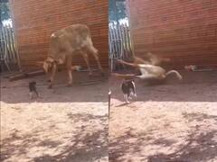 Viral Video: ਬਿੱਲੀ ਨੇ ਇੱਕ ਪਲ ਵਿੱਚ ਆਪਣੇ ਤੋਂ 10 ਗੁਣਾ ਵੱਡੇ ਜਾਨਵਰ ਨੂੰ ਕੀਤਾ ਢੇਰ, ਪੰਜਾ ਲਗਦੇ ਹੀ ਜ਼ਮੀਨ 'ਤੇ ਡਿੱਗੀ ਗਾਂ