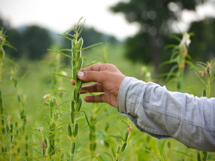 Sesame Farming: यूं ही नहीं तिल को सफेद सोना कहते हैं, ये सावधानियां अपनाकर किसान कमा सकते हैं मोटा मुनाफा