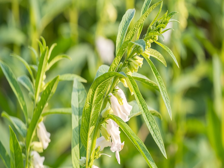 Sesame Cultivation: बंपर उत्पादन के साथ बढ़िया क्वालिटी वाला तेल देगी तिल की ये वैरायटी, जानें खासियत