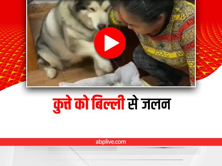 dog jealous with cat video viral on social media Watch: बिल्ली को प्यार से सुला रही थी महिला, पालतू कुत्ते का रिएक्शन हुआ वायरल