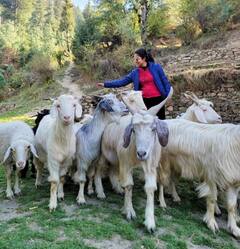 Amala Paul : மான் குட்டியே புள்ளி மான் குட்டியே.. நடிகை அமலா பாலின் சமீபத்திய விடுமுறை புகைப்படங்கள்..!