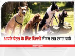 Delhi News: पालतू जानवर घर छोड़कर जाने की टेंशन खत्म, कुत्ते-बिल्लियों के लिए पार्क डेवलप कर रहा MCD