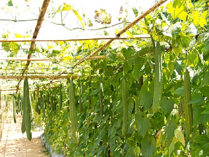 Farming Technique: किसानों को मालामाल बना सकती है साधारण सी तोरई, मुनाफे के पीछे छिपी है खास तकनीक