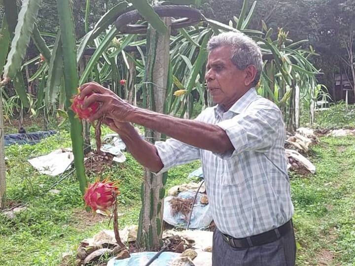Kanyakumari Dragon fruit season started farmers happy as it sells for Rs 300 per kg Dragon Fruit: குமரியில் கிலோ 300 ரூபாய்க்கு விற்பனையாகும் டிராகன் பழம் -  தொடங்கிய சீசன்; விவசாயிகள் மகிழ்ச்சி..!