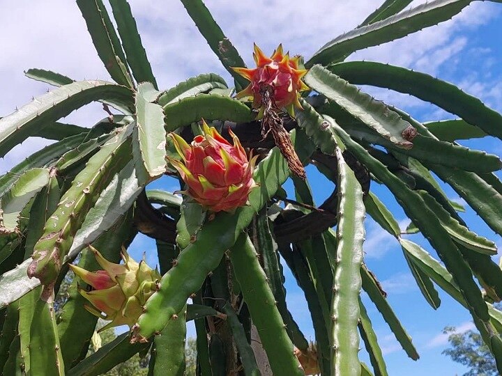 Dragon Fruit: குமரியில் கிலோ 300 ரூபாய்க்கு விற்பனையாகும் டிராகன் பழம் -  தொடங்கிய சீசன்; விவசாயிகள் மகிழ்ச்சி..!