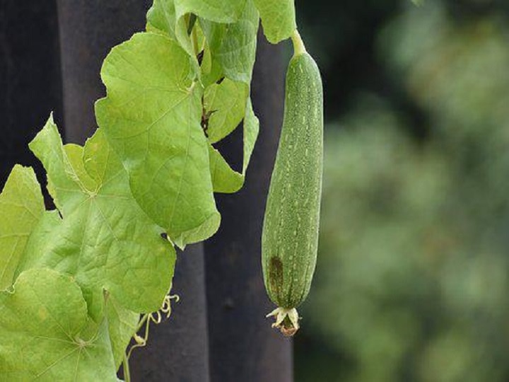 Farming Technique: किसानों को मालामाल बना सकती है साधारण सी तोरई, मुनाफे के पीछे छिपी है खास तकनीक