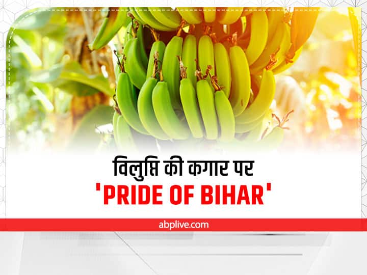 Banana Farming: बारिश सहने के बावजूद खतरे में है 'प्राइड ऑफ बिहार' नामक ये केला, कारण जानकर हैरान रह जायेंगे Aromatic banana Malbhog recorder low production due to Fusarium wilt disease despite tolerating Banana Farming: बारिश सहने के बावजूद खतरे में है 'प्राइड ऑफ बिहार' नामक ये केला, कारण जानकर हैरान रह जायेंगे