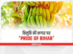 Banana Farming: बारिश सहने के बावजूद खतरे में है 'प्राइड ऑफ बिहार' नामक ये केला, कारण जानकर हैरान रह जायेंगे