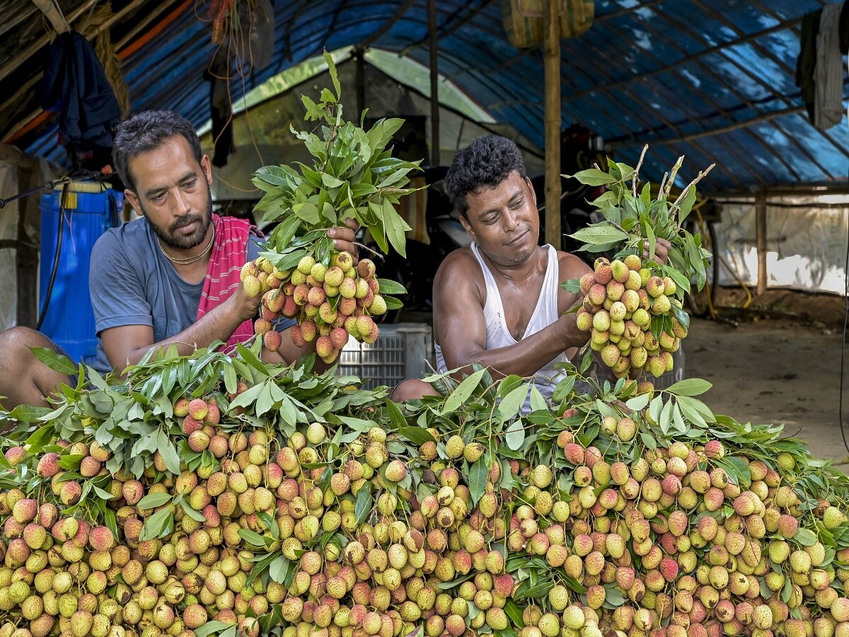 Horticulture Farming: ગુજરાતના બાગાયત ખાતાનો વિશ્વમાં વાગ્યો ડંકો, આ બાબતે છે મોખરે