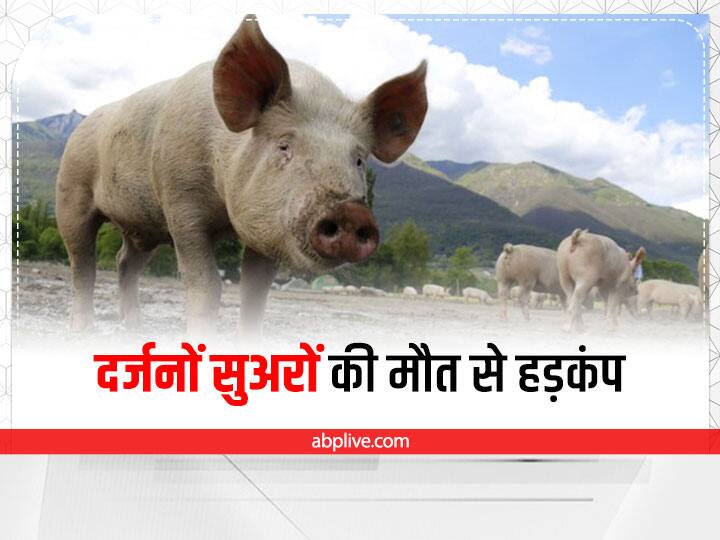 Delhi dozens pigs dead Mehrauli stirred rumors of spread of infection among people Mehrauli News: महरौली में एक साथ दर्जनों सूअरों की मौत से हड़कंप, लोगों के बीच संक्रमण फैलने की अफवाह