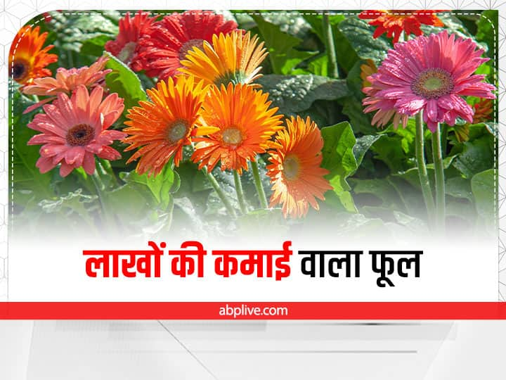 Gerbera flower will give profitable income to farmers by this special farming technique Commercial Farming: बारिश में जरबेरा का फूल देगा लाखों का मुनाफा, जानें मालामाल करने वाली इस खास तकनीक के बारे में