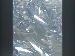 Sangli : कृष्णेत पुन्हा एकदा लाखो मासे मृत