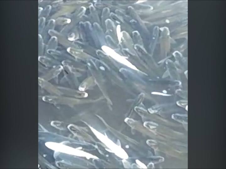 मागील आठवड्यात कृष्णा नदीत लाखो मासे मृत झाल्याचं घटना ताजी असतानाच  पुन्हा एकदा नदीमध्ये लाखो मासे मृत झालेत.