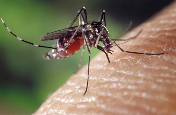 ডিসক্লেইমার : কপিতে উল্লেখিত দাবি, পদ্ধতি পরামর্শস্বরূপ। প্রয়োজনীয় চিকিৎসাপদ্ধতি/ডায়েট ফলো করার জন্য অবশ্যই বিশেষজ্ঞ / চিকিৎসকের সঙ্গে কথা বলুন ও সেইমতো নিয়ম মেনে চলুন।