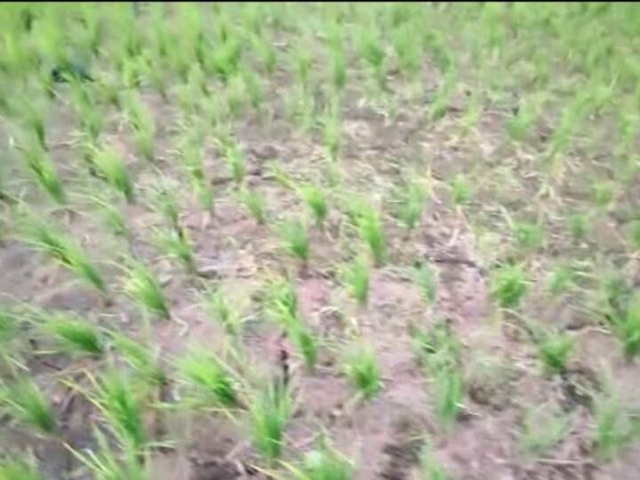 Gorakhpur News Farmers are upset due to drying of crops and lack of Monsoon ANN Gorakhpur News: गोरखपुर में बारिश न होने से सूखे जैसे हालात, फसल सूखने से परेशान हैं किसान, गांव में पंपिग सेट चलाने पर फैली अफवाह