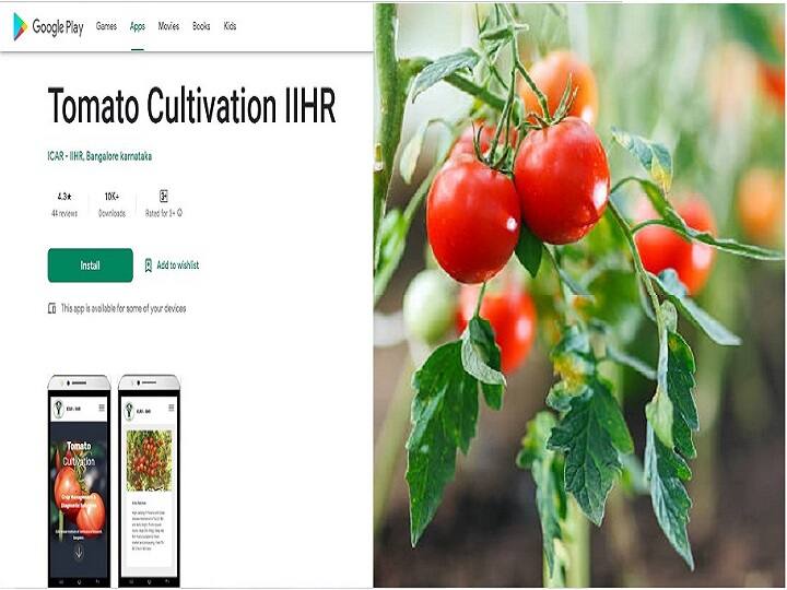 भारत में छोटे-बड़े ज्यादातर किसान टमाटर की फसल जरूर लगाते हैं, जिसका कारण टमाटर की बढ़ती खपत ही है. हर किसान चाहता है कि टमाटर की फसल अच्छे दामों पर बिक जाये. ऐसी स्थिति में विशेषज्ञों की सलाहनुसार खेती करने पर फायदा मिल सकता है. ऐसी स्थिति में भारतीय बागवानी अनुसंधान संस्थान, बैंगलोर ने टमाटर की खेती से जुड़ी हर छोटी-मोटी जानकारी को समेटते हुये टमाटर कल्टीवेशन एप लॉन्च किया है.