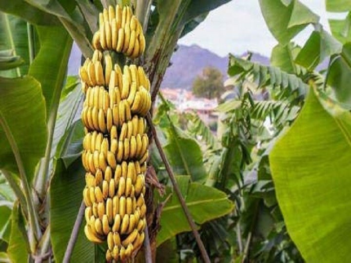 Banana Farming: बारिश सहने के बावजूद खतरे में है 'प्राइड ऑफ बिहार' नामक ये केला, कारण जानकर हैरान रह जायेंगे