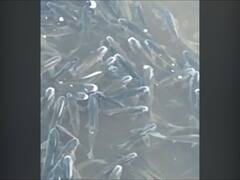 Sangli : कृष्णेत पुन्हा एकदा लाखो मासे मृत