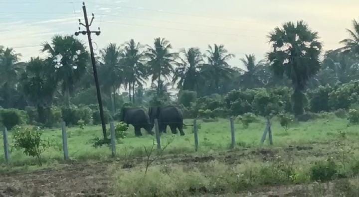 தருமபுரி: யானைகளால் விவசாய தொழில் செய்ய முடியாமல் விவசாயிகள் வேதனை - மின்வேலி அமைக்க வனத்துறைக்கு கோரிக்கை