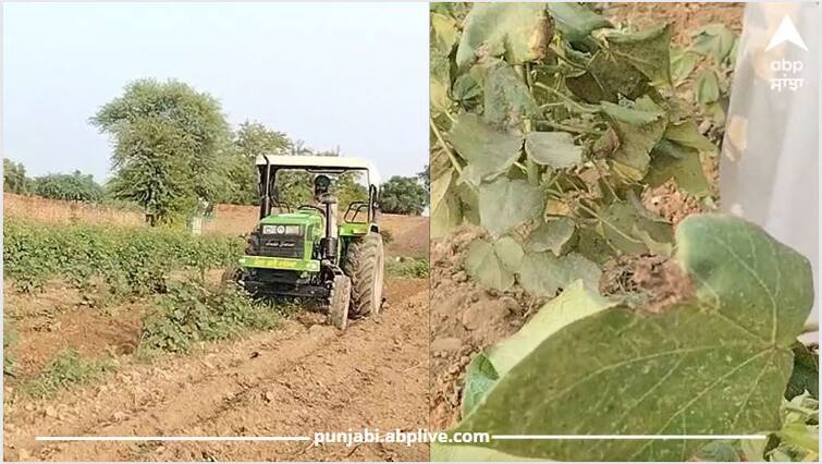 Punjab News: After Pink worm now white mosquito damaged farmer's crop ਗੁਲਾਬੀ ਸੁੰਡੀ ਦੇ ਨਾਲ ਹੁੁਣ ਚਿੱਟੇ ਮੱਛਰ ਨੇ ਖਰਾਬ ਕੀਤੀ ਕਿਸਾਨਾਂ ਦੀ ਮਿਹਨਤ, ਮਜਬੂਰ ਹੋ ਕੇ ਵਾਹੀਆਂ ਫਸਲਾਂ