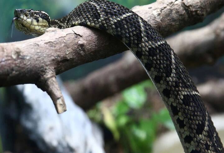 how can snake venom be used in medicine Snake Venom  Benefits : અમૃતથી જરાય કમ નથી સાપનું ઝેર, આ બીમારીઓમાં છે અકસીર ઇલાજ