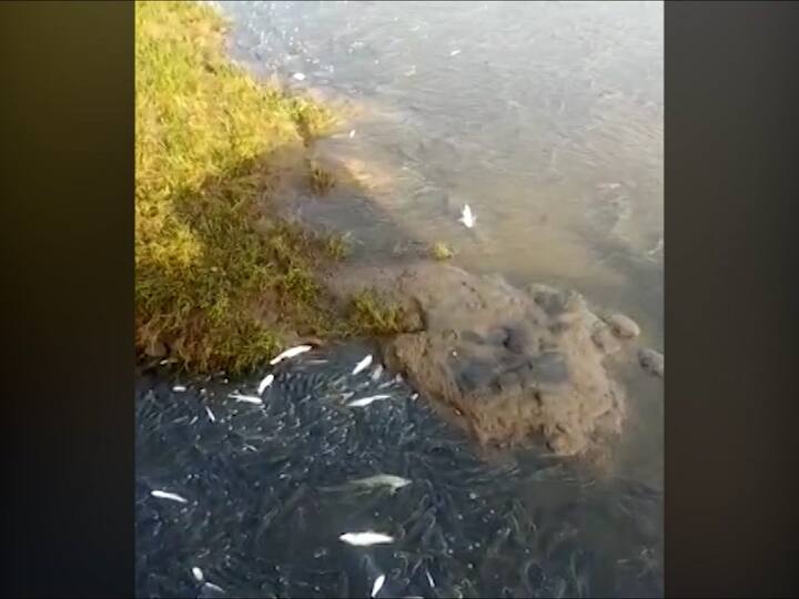 मागील आठवड्यात मृत झालेल्या माशांच्या मृत्यूचे नेमके कारण आणि त्याबाबतचा अहवाल अद्याप प्रदूषण मंडळाला मिळला नाही.