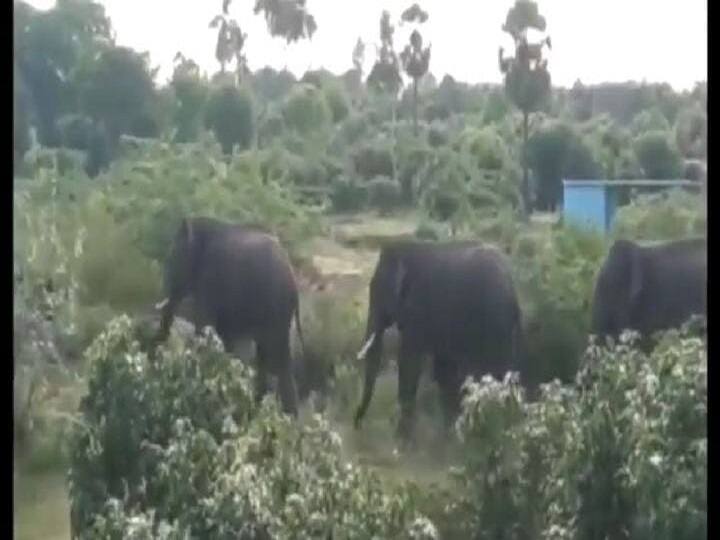 Dharmapuri Farmers are suffering because of elephants and  Requests forest department to build electric fence தருமபுரி: யானைகளால் விவசாய தொழில் செய்ய முடியாமல் விவசாயிகள் வேதனை - மின்வேலி அமைக்க வனத்துறைக்கு கோரிக்கை