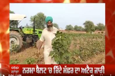 ਗੁਲਾਬੀ ਸੁੰਡੀ ਦੇ ਨਾਲ ਹੁੁਣ ਚਿੱਟੇ ਮੱਛਰ ਨੇ ਖਰਾਬ ਕੀਤੀ ਕਿਸਾਨਾਂ ਦੀ ਮਿਹਨਤ, ਮਜਬੂਰ ਹੋ ਕੇ ਵਾਹੀਆਂ ਫਸਲਾਂ