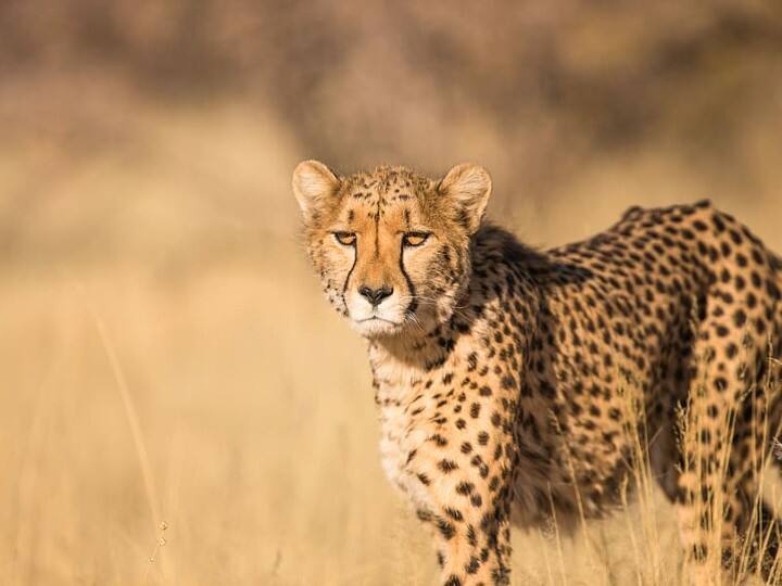 India signs MoU with Namibia for reintroduction of cheetahs after 7 decades Cheetah: வருக... வருக... 70 ஆண்டுகளுக்குப் பிறகு இந்தியாவிற்கு அழைத்து வரப்படும் சிறுத்தை புலிகள்!