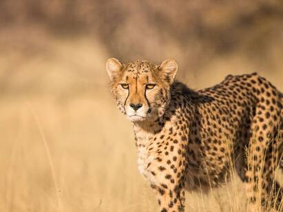India signs MoU with Namibia for reintroduction of cheetahs after 7 decades Cheetah: வருக... வருக... 70 ஆண்டுகளுக்குப் பிறகு இந்தியாவிற்கு அழைத்து வரப்படும் சிறுத்தை புலிகள்!