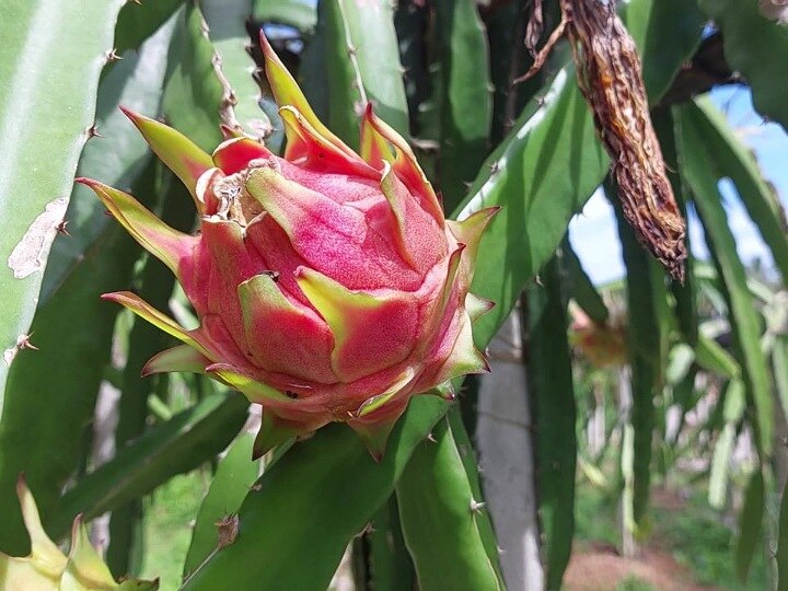 Dragon Fruit: குமரியில் கிலோ 300 ரூபாய்க்கு விற்பனையாகும் டிராகன் பழம் -  தொடங்கிய சீசன்; விவசாயிகள் மகிழ்ச்சி..!