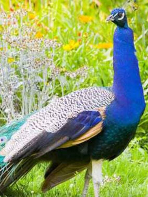 హైదరాబాద్‌లో ఇవి ఎప్పుడైనా చూశారా?