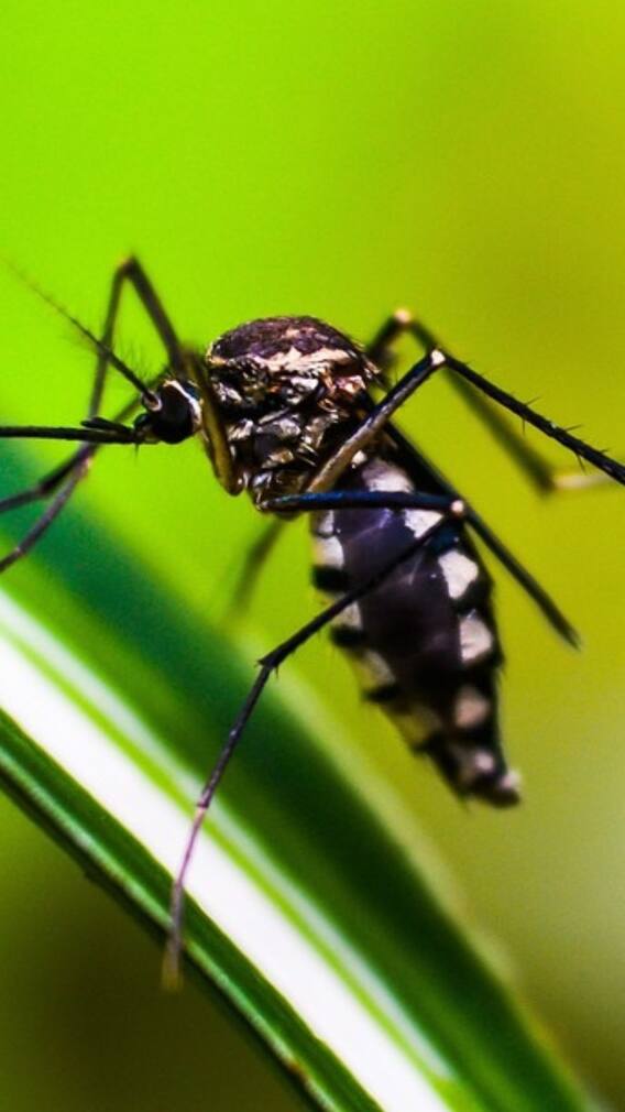এই কারণেই আপনাকে বেশি মশা কামড়াচ্ছে