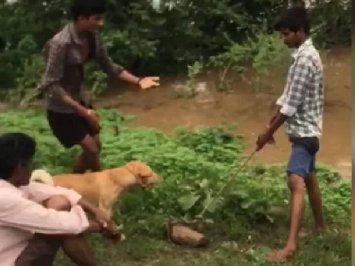 Dog tied to rock thrown into floodwater in Maharashtra Watch Video: நாயின் கழுத்தில் கல்லைக் கட்டி வெள்ளத்தில் வீசிய கொடூர சிறுவர்கள் - வைரல் வீடியோ