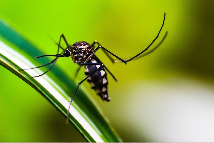 এটা কি সম্ভব, কোনও মানুষকে বেশি মশা কামড়াবে (Mosquito Bites) আর কাউকে কম? কী বলছেন বিশেষজ্ঞরা?