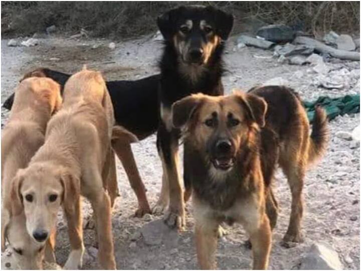 ग्रेटर नोएडा में अब विदेशी ही नहीं पालतू देसी नस्ल के कुत्तों का भी होगा रजिस्ट्रेशन, जानिए कितनी होगी फीस Greater Noida, now not only foreign but dogs of domestic breed will also be registered, know fee ANN ग्रेटर नोएडा में अब विदेशी ही नहीं पालतू देसी नस्ल के कुत्तों का भी होगा रजिस्ट्रेशन, जानिए कितनी होगी फीस