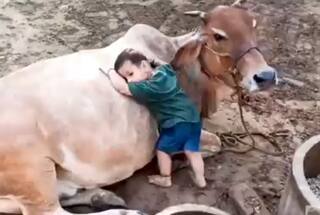 ગાય સાથે દોસ્તીઃ ગાય સાથે મસ્તી કરતા માસૂમ બાળકનો વીડિયો વાયરલ, જુઓ વીડિયો