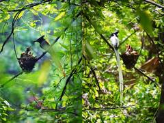 Udaipur News: पैराडाइज फ्लाई कैचर के अनोखे व्यवहार का हुआ अध्ययन, कई चौंकाने वाले तथ्य आए सामने