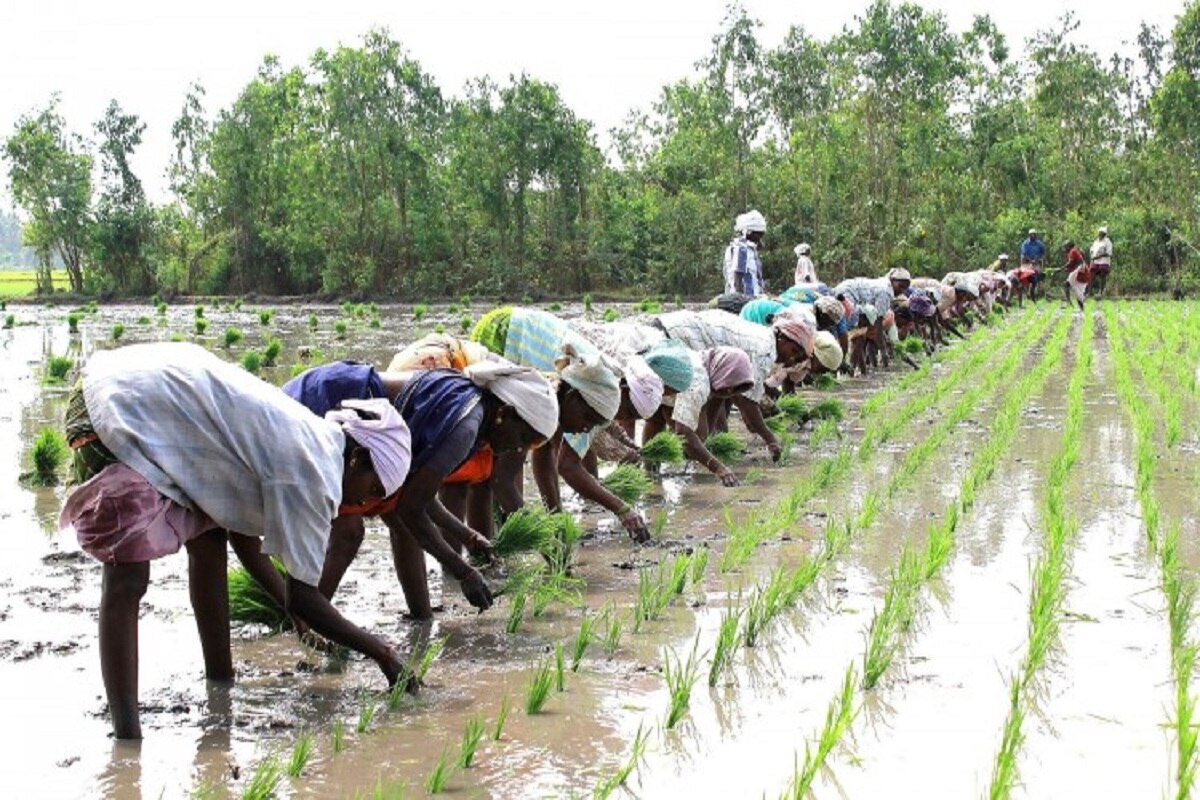 Crop Insurance: தமிழக அரசின் மௌனம்; டெல்டா விவசாயிகள் மனதில் கலக்கம் - குறுவைக்கு பயிர் காப்பீடு இருக்கா? இல்லையா?