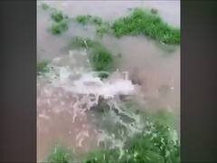 Sangli : कृष्णेत पुन्हा एकदा लाखो मासे मृत